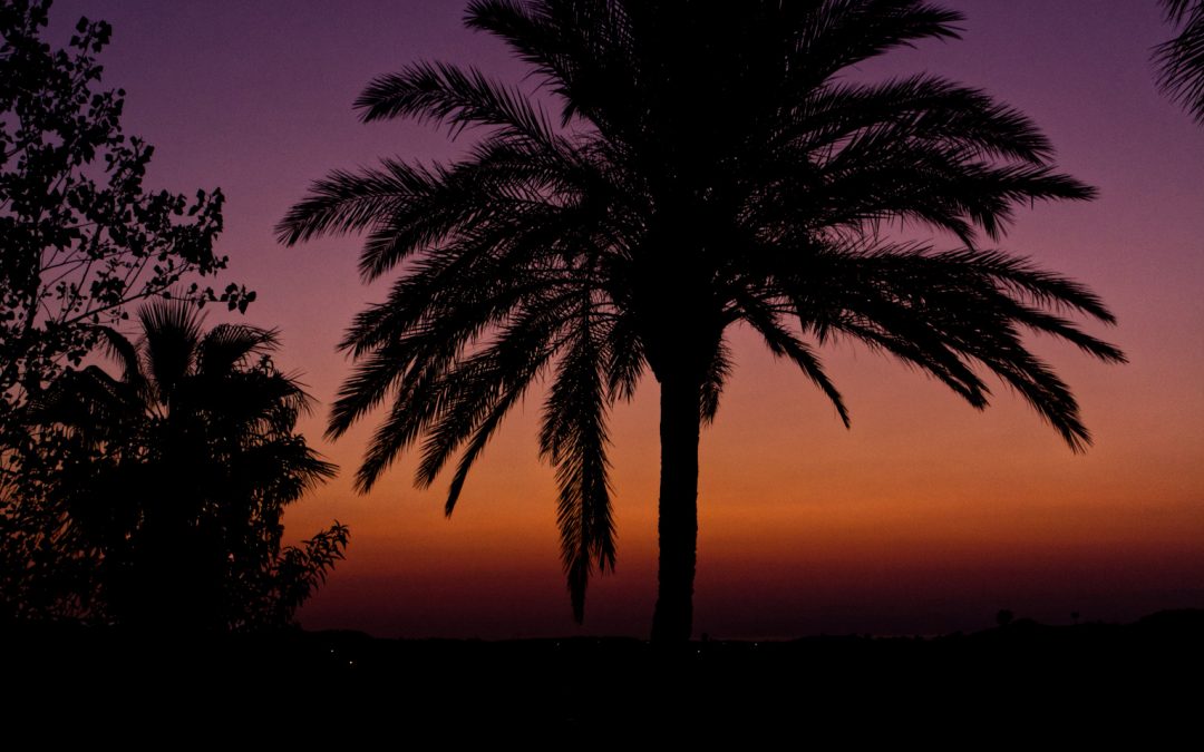 Dark orange sunset with black palm trees in the foreground