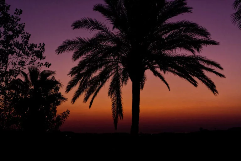 Silhouette of palm trees against a vibrant sunset sky with shades of orange, purple, and pink. The horizon is dark, and the trees create a striking contrast with the colorful background.