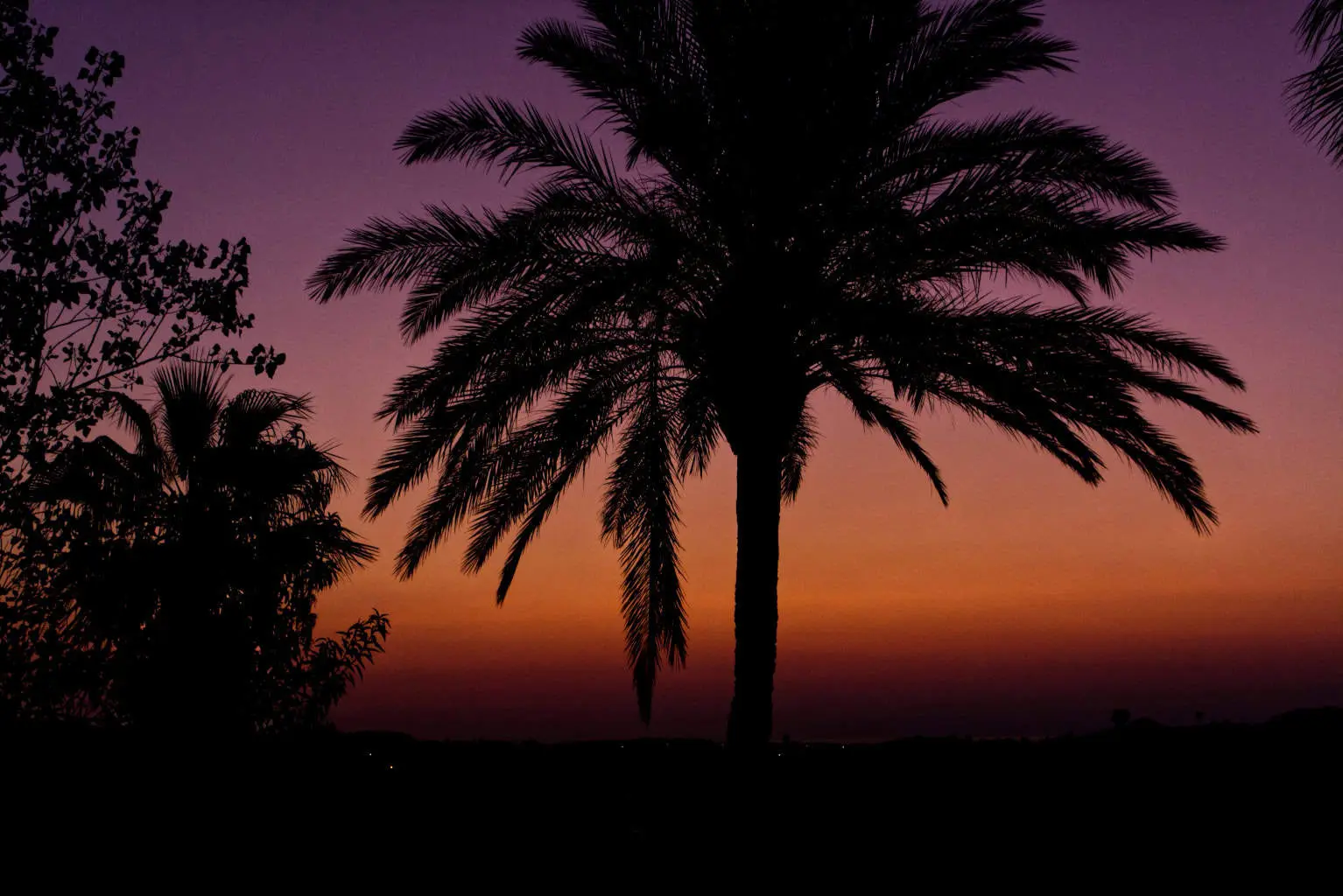 Silhouette of palm trees against a vibrant sunset sky with shades of orange, purple, and pink. The horizon is dark, and the trees create a striking contrast with the colorful background.