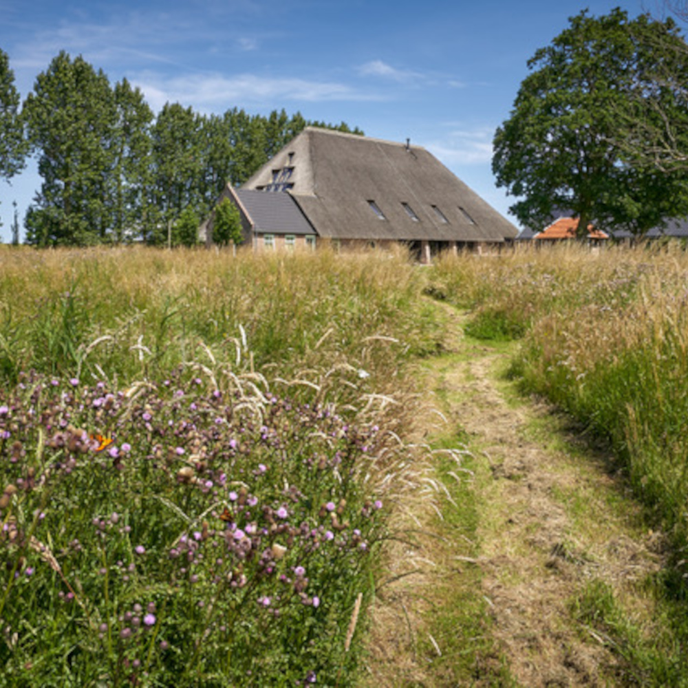 Dutch house in nature, a driving path leading to the house, trees and wild grass