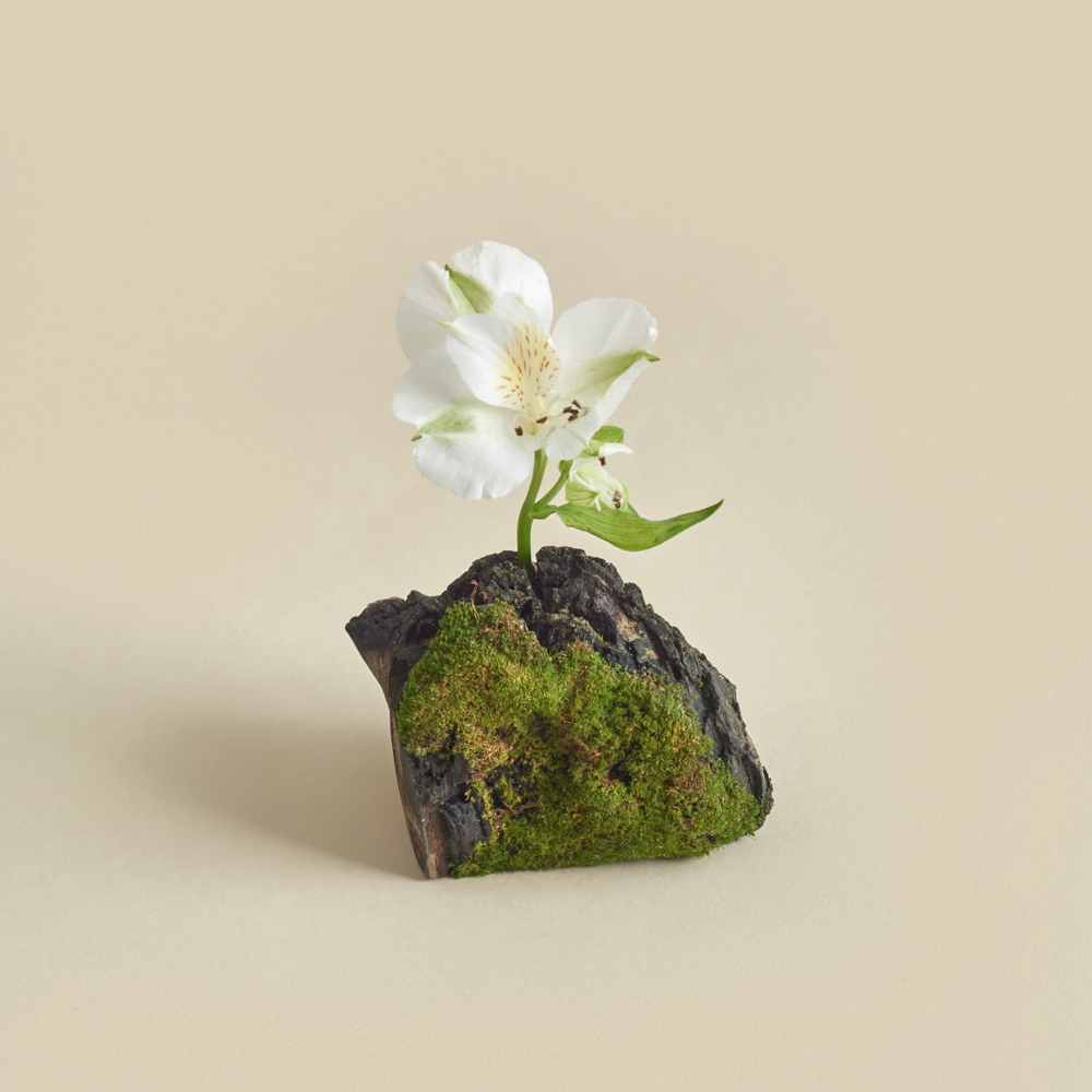 White Flower growing from a stone with moss, beige background