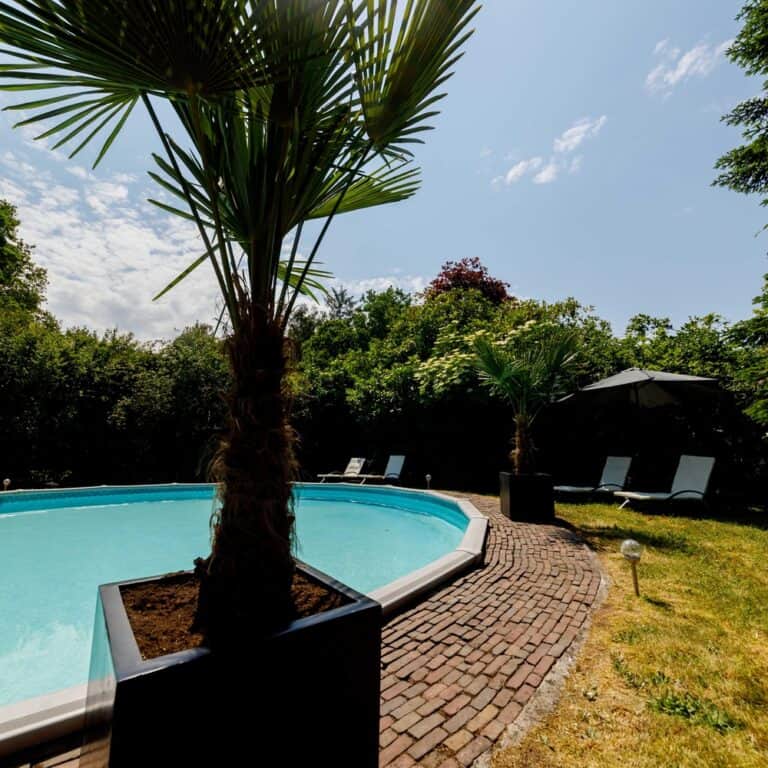 palm tree next to crystal blue pool on sunny day