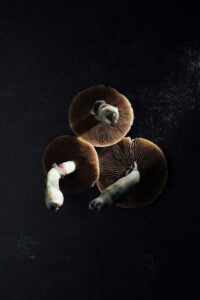Brown mushrooms turned upside-down