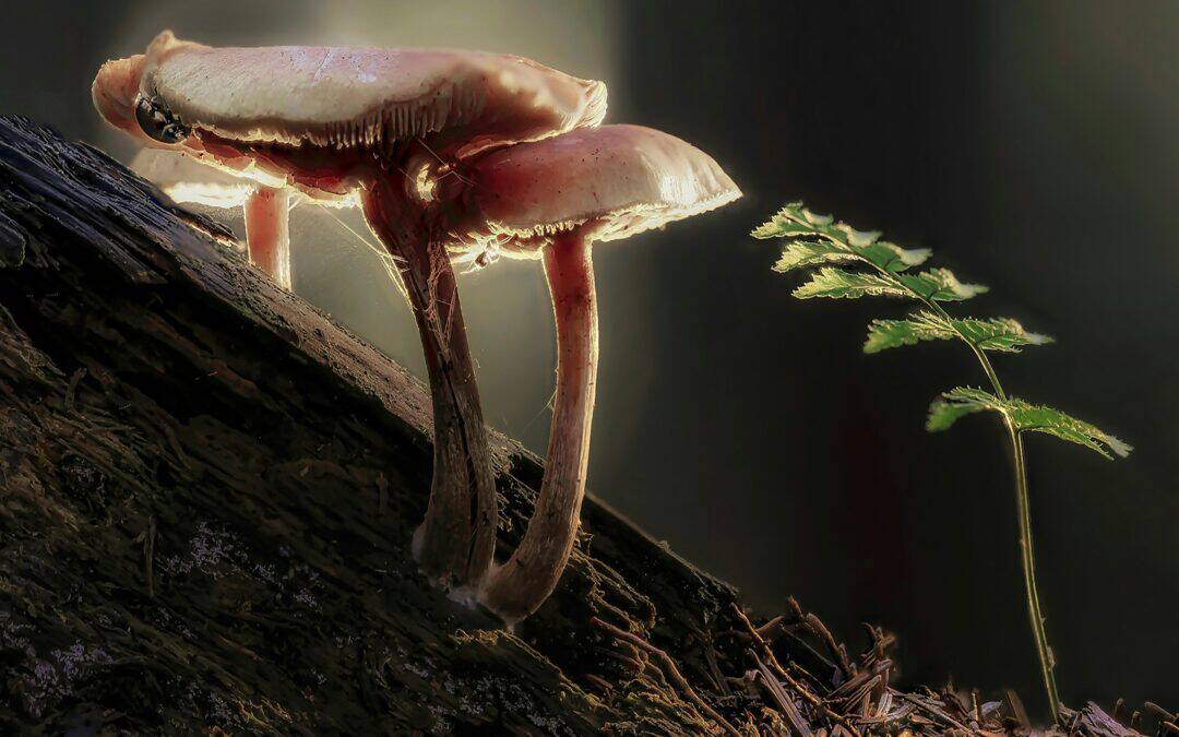 mushrooms growing on a log next to a small fern