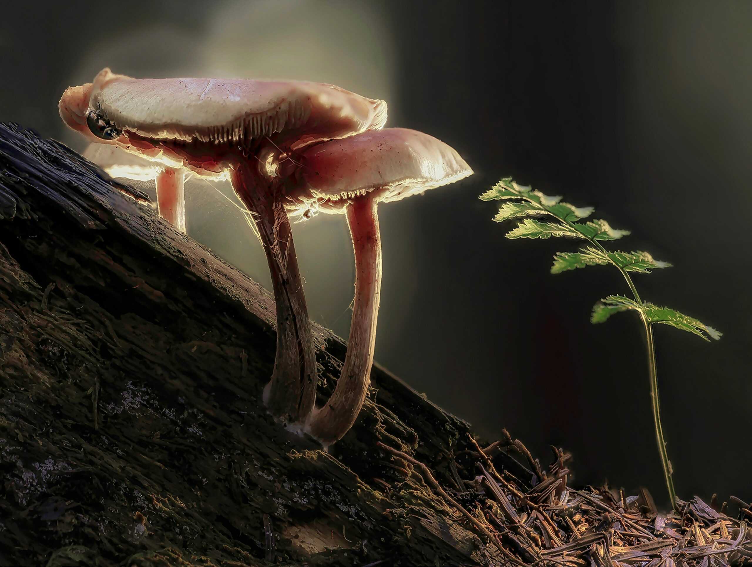 How Long Do Magic Mushrooms Last?