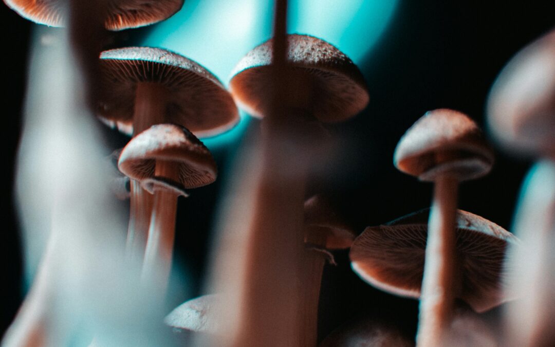 Do Psilocybin Mushrooms Go Bad?