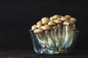 small grow mushrooms in a dish