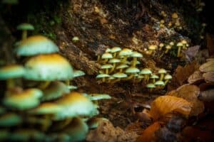 Mushrooms growing out of a tree