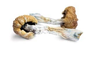 Two dried mushrooms