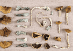 Dried mushrooms caps and stems organized neatly 