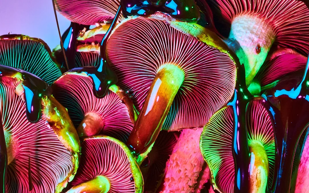 Colorful mushrooms