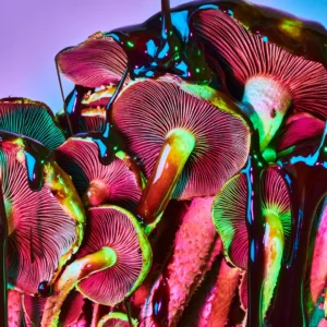 Colorful mushrooms 