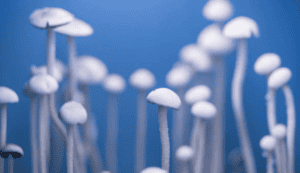 White mushrooms on a blue backdrop