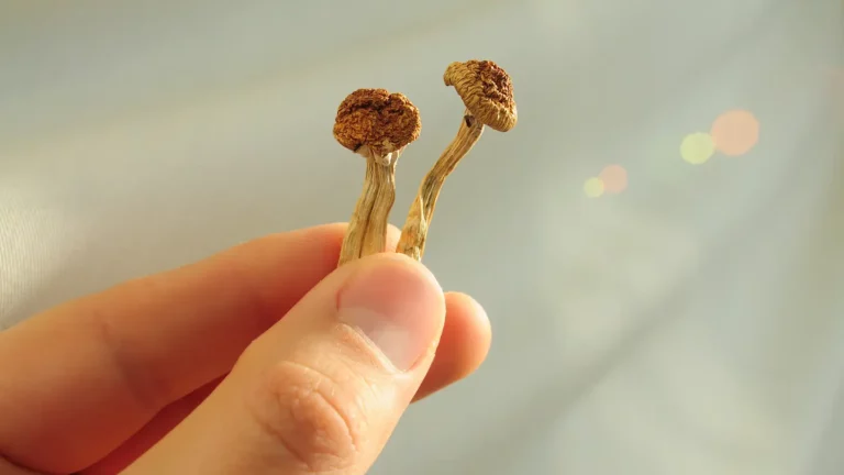 A hand holding two small, dried magic mushrooms with wrinkled brown caps and thin stems against a soft, blurred background.