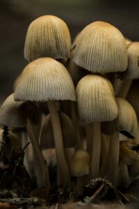 Mushrooms grouped together