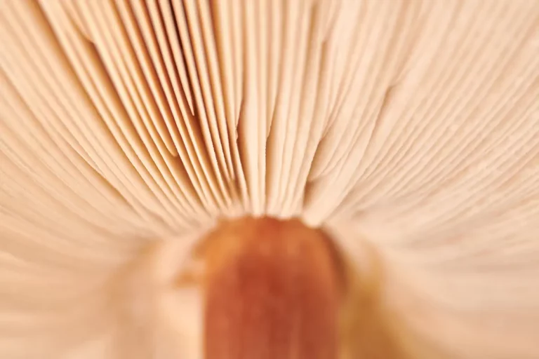 Close-up view of the underside of a mushroom, showing the beige gills radiating out from the brown stem. The gills have fine, delicate lines and a slightly blurred, soft focus effect.
