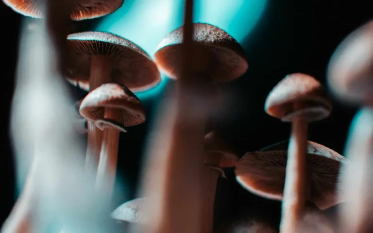 Close-up view of several mushrooms with brown caps and stems, photographed from below against a dark background with a bright teal light creating a dramatic effect.