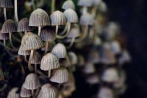 Mushrooms growing in bunches on a tree