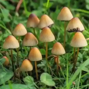 Psilocybin growing in grass