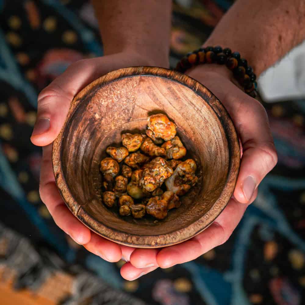 Zwei Hände halten eine Holzschale mit Psilocybin-Trüffeln