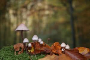 Mushrooms growing on log