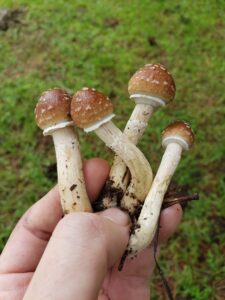 Mushrooms freshly picked