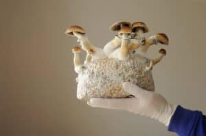 mushrooms in substrate