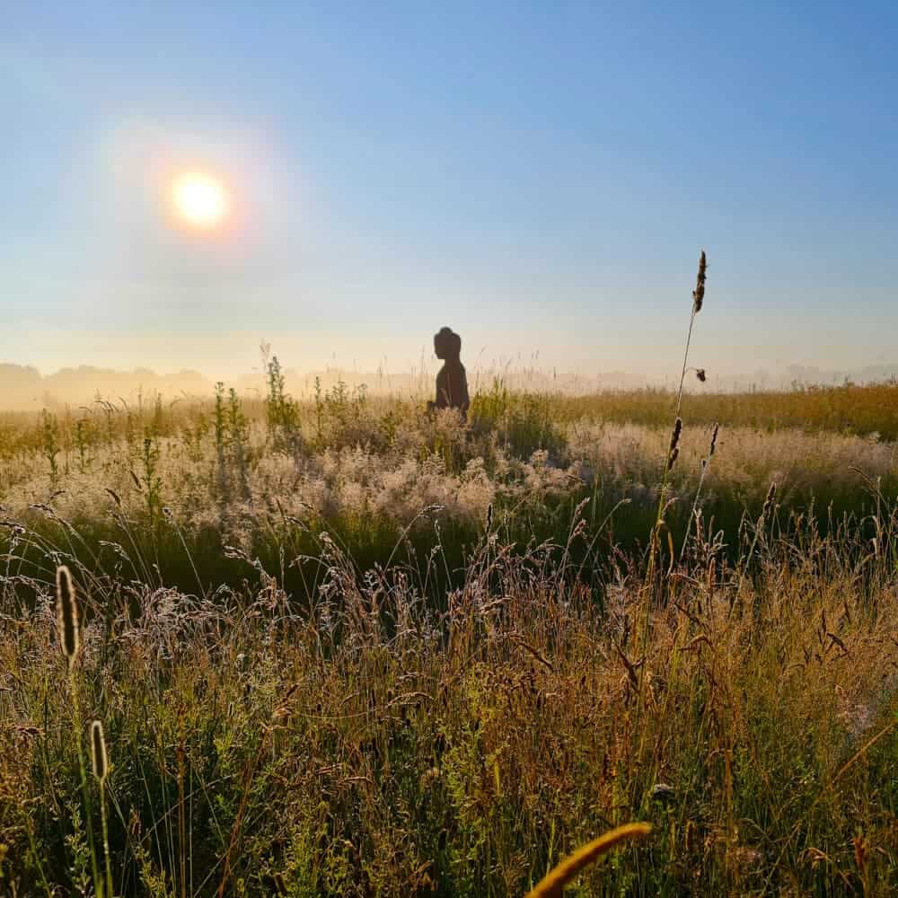 A Buddha statue in a sunlit, misty field of tall grass and wildflowers under a clear blue sky, with the sun rising in the background.