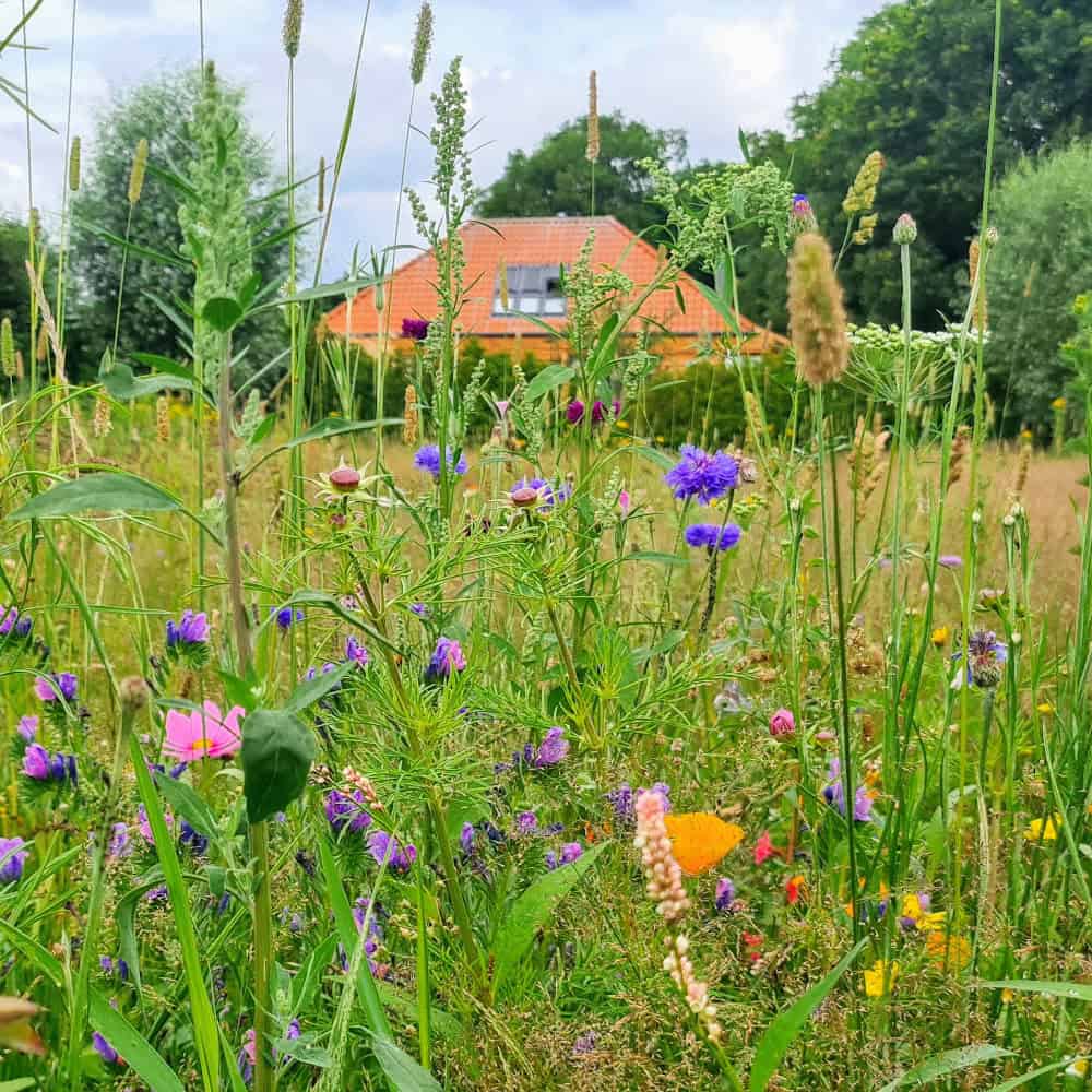 Dutch black house with huge garden, blue sky