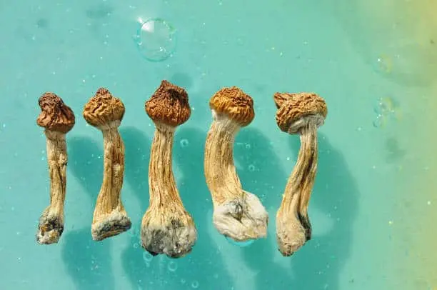Five dried psilocybin mushrooms with wrinkled caps and long stems are arranged in a row on a turquoise surface, with small bubbles visible in the background.