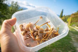 container of mushrooms