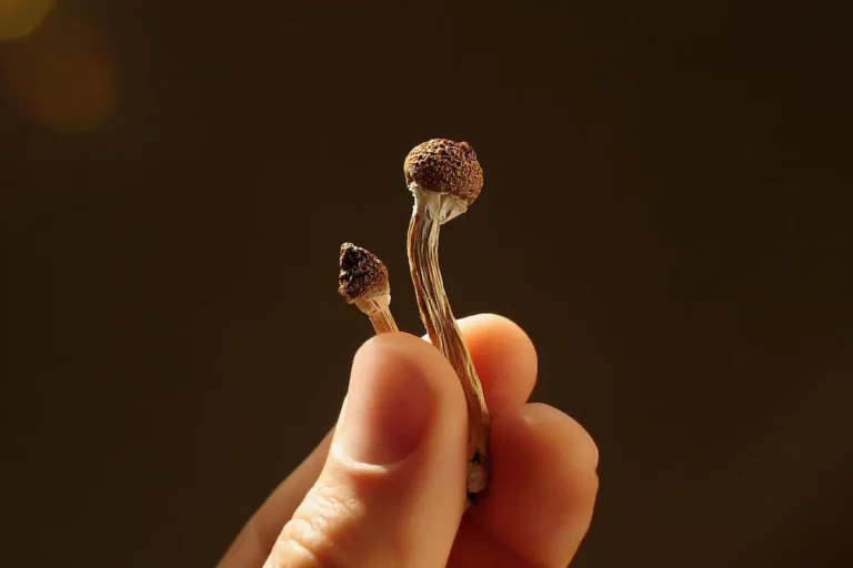 A close-up of a hand holding two mini psilocybin mushrooms with wrinkled caps and thin stems against a plain dark background.