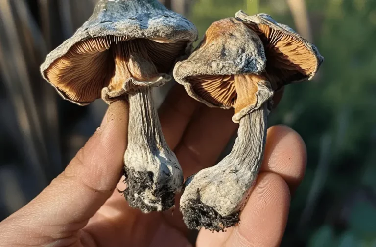 A hand holds two dried, wrinkled psilocybin mushrooms with gills visible underneath their caps and soil clinging to the stems, set against a blurred outdoor background.