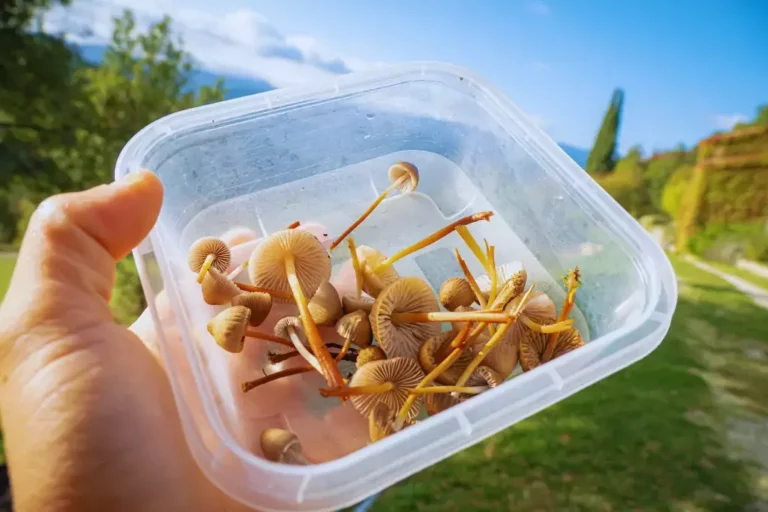 Plastic container with fresh psilocybin mushrooms A hand holds a clear plastic container filled with small, freshly-picked psilocybin mushrooms outdoors, with green grass, trees, and a blue sky in the background.