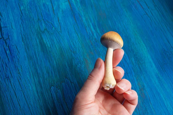 A woman hand holding a single small psilocybin mushroom with a brown cap and white stem, set against a textured blue wooden background.