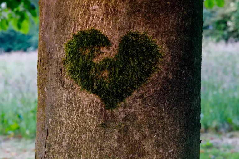 Heart-shaped patch of green moss growing on the trunk of a tree, with a blurred grassy field and foliage in the background.