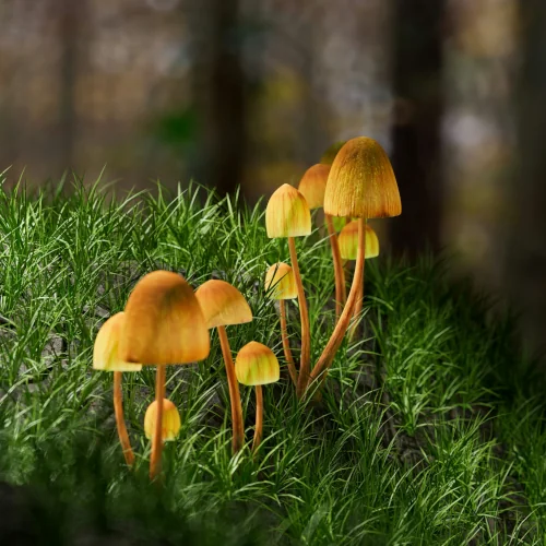 Psilocybin mushrooms in forest